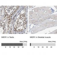 Anti-MIER1 antibody produced in rabbit