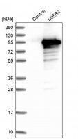 Anti-MIER2 antibody produced in rabbit