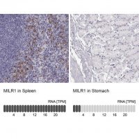 Anti-MILR1 antibody produced in rabbit