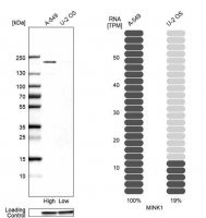 Anti-MINK1 antibody produced in rabbit 