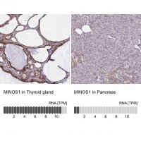 Anti-MINOS1 antibody produced in rabbit 