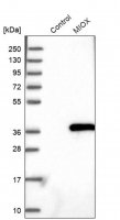 Anti-MIOX antibody produced in rabbit HPA039451-100UL