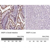 Anti-MISP antibody produced in rabbit 