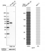 Anti-MITF antibody produced in rabbit