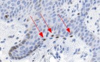 Anti-MITF Antibody, clone 1E2 ZooMAb� Rabbit Monoclonal 