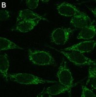 Anti-Mitofusin-2 Antibody, clone 2D19 ZooMAb� Rabbit Monoclonal 