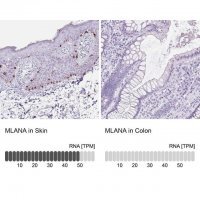 Anti-MLANA antibody produced in rabbit 
