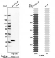 Anti-MLANA antibody produced in rabbit 