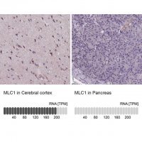 Anti-MLC1 antibody produced in rabbit