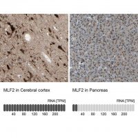 Anti-MLF2 antibody produced in rabbit 