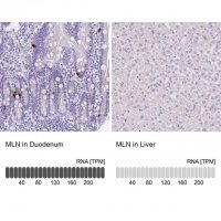 Anti-MLN antibody produced in rabbit 
