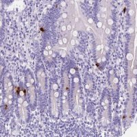 Anti-MLN antibody produced in rabbit 