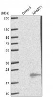 Anti-MMGT1 antibody produced in rabbit 