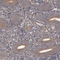 Anti-MMP2 antibody produced in rabbit