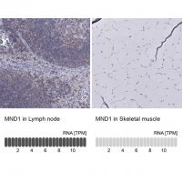 Anti-MND1