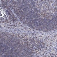 Anti-MND1