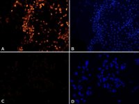 Anti-MNK2 (N-terminal) antibody produced in rabbit 