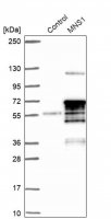Anti-MNS1 antibody produced in rabbit