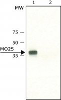 Anti-MO25 antibody produced in rabbit