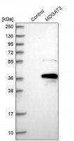Anti-MOGAT2 antibody produced in rabbit 