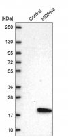 Anti-MORN4 antibody produced in rabbit 