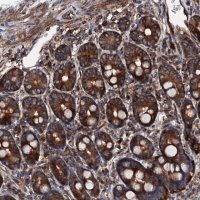 Anti-MOS antibody produced in rabbit