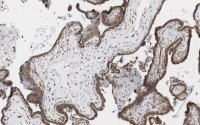 Anti-MOSPD2 Antibody, clone 3C20 ZooMAb� Rabbit Monoclonal 