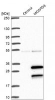 Anti-MOSPD3 antibody produced in rabbit