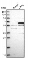 Anti-MPP6 antibody produced in rabbit 