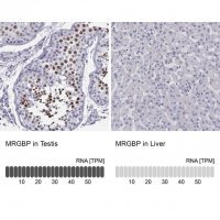 Anti-MRGBP antibody produced in rabbit