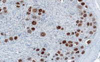 Anti-MRGPRD Antibody, clone 3H7 ZooMAb® Rabbit Monoclonal