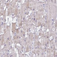 Anti-MRM2 antibody produced in rabbit 