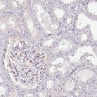 Anti-MRO antibody produced in rabbit HPA022011-100UL
