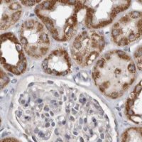 Anti-MRPL18 antibody produced in rabbit 