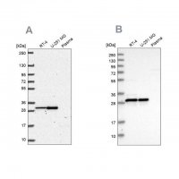 Anti-MRPL28 antibody produced in rabbit 