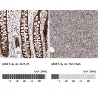 Anti-MRPL37 antibody produced in rabbit