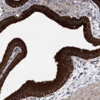 Anti-MRPL38 antibody produced in rabbit