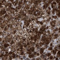 Anti-MRPL50 antibody produced in rabbit