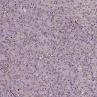 Anti-MRPL57 antibody produced in rabbit