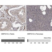 Anti-MRPS15 antibody produced in rabbit 