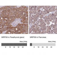 Anti-MRPS9 antibody produced in rabbit 