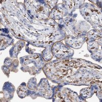 Anti-MS4A4A antibody produced in rabbit 