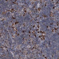 Anti-MS4A4A antibody produced in rabbit 