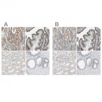 Anti-MS4A8 antibody produced in rabbit