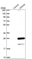 Anti-MS4A8 antibody produced in rabbit