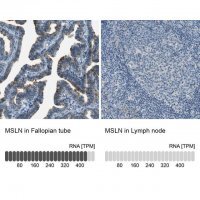 Anti-MSLN antibody produced in rabbit 