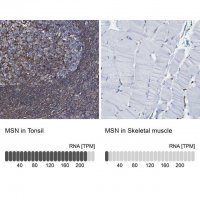 Anti-MSN antibody produced in rabbit 