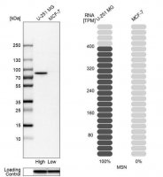 Anti-MSN antibody produced in rabbit 