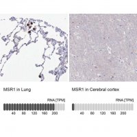 Anti-MSR1 antibody produced in rabbit 