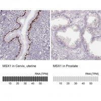 Anti-MSX1 antibody produced in rabbit 